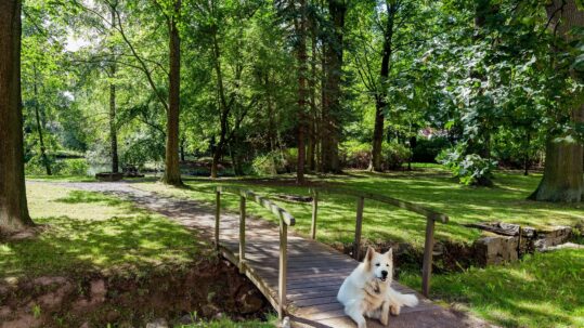 Schlosshotel Urlaub Mit Hund